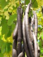 /album/imagenes-de-prueba/a01788-cassia-fistula-jpg/