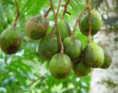 /album/imagenes-de-prueba/golden-apple-jpg1/