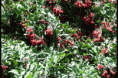 /album/imagenes-de-prueba/mamon-gif/